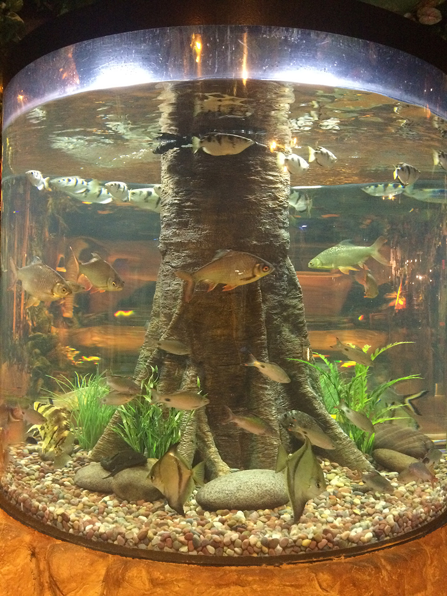 Landry's Aquarium, Kemah, TX