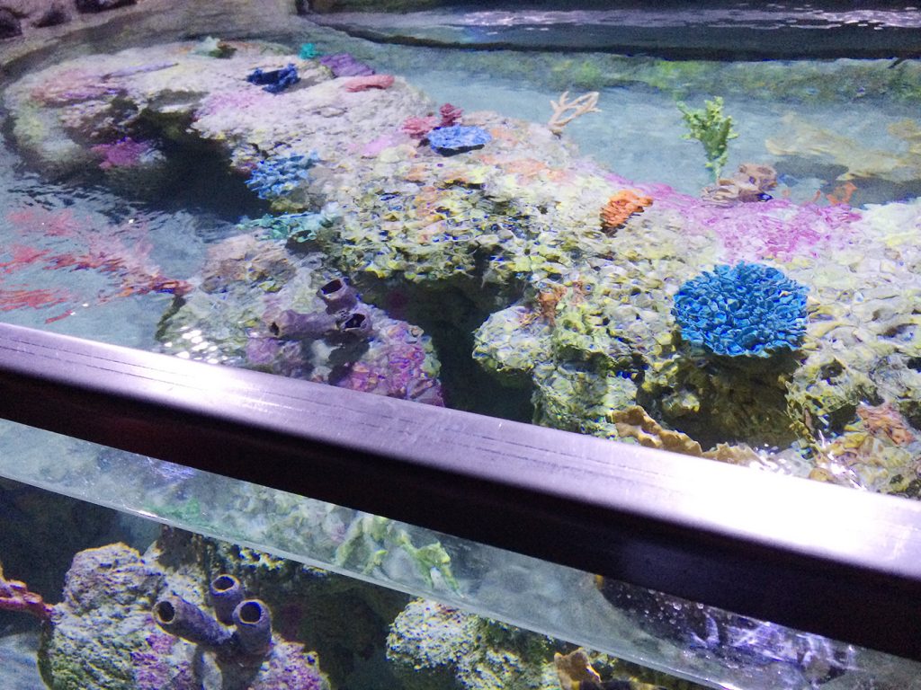 austin_aquarium_2 Ocean Aquaria