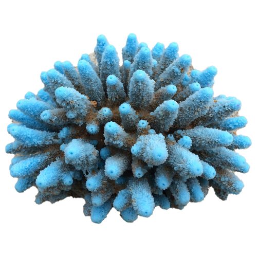 #101 Gem Coral aquarium decorations