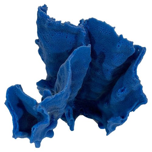 #522 Blue Ridge Coral