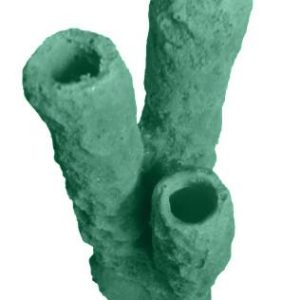 #629 Caribbean 3 Tube Sponge aquarium decorations - Image 13