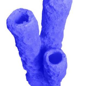 #629 Caribbean 3 Tube Sponge aquarium decorations - Image 15
