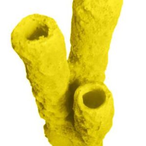 #629 Caribbean 3 Tube Sponge aquarium decorations - Image 17