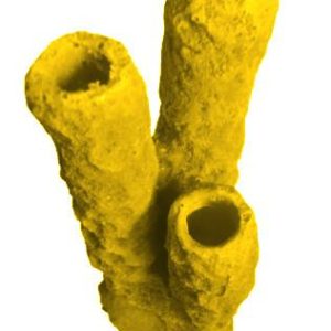 #629 Caribbean 3 Tube Sponge aquarium decorations - Image 4
