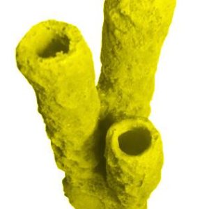 #629 Caribbean 3 Tube Sponge aquarium decorations - Image 6