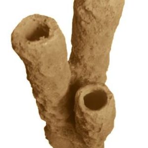 #629 Caribbean 3 Tube Sponge aquarium decorations - Image 10