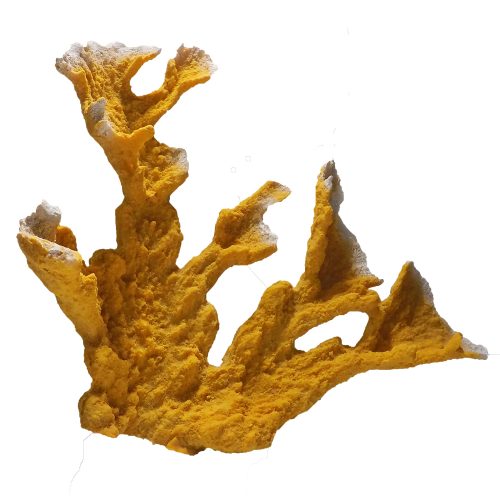 #90 Acropora Palmata - Elkhorn Coral