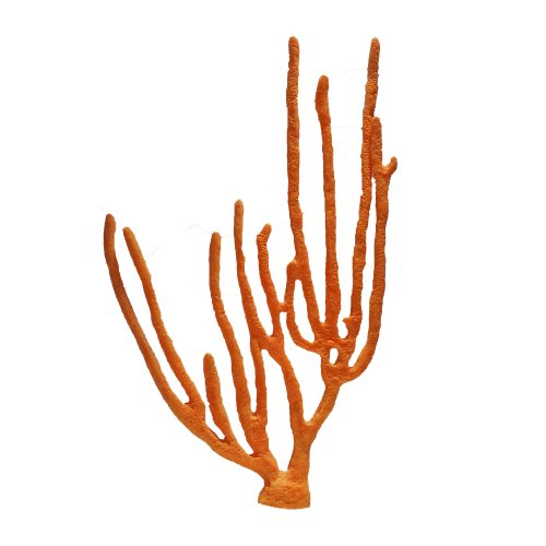 #108 Eunicella Singularis Sea Whip