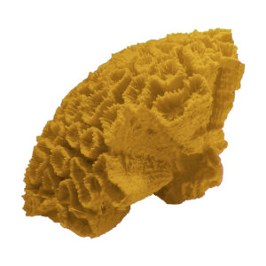 コーラルジェリー　CORAL Coral Porcelain Collection