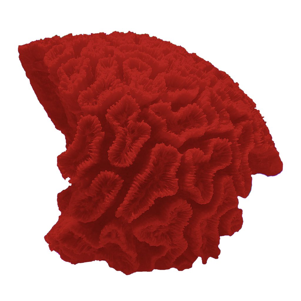 262 XLG Open Flower Brain Coral Ocean Aquaria