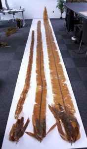 Dragon Kelp - Image 2