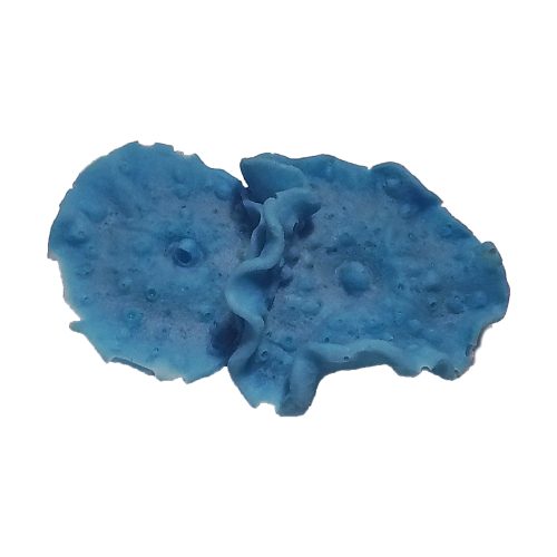 #390 Fungiida - Mushroom Coral