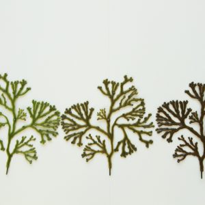 Bladder Wrack - Image 3