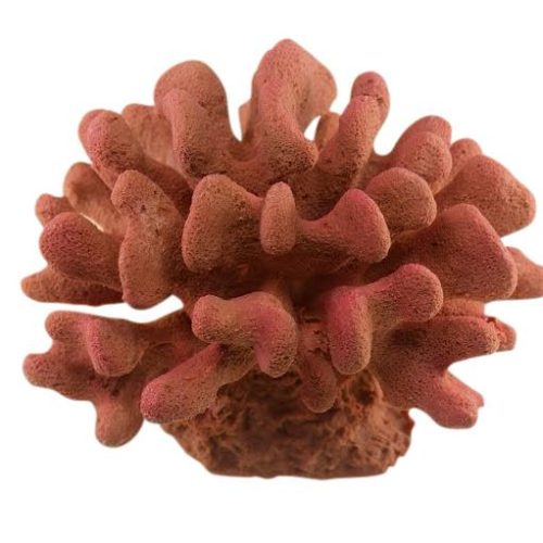 #330 Large Club Foot (Stylophora Pistillata)