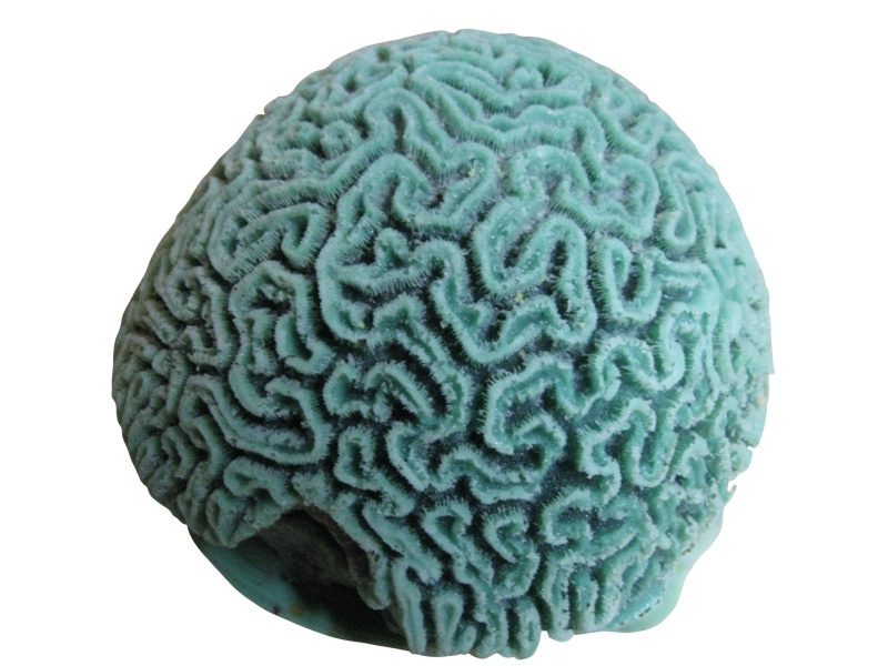 artificial corals large grooved brain coral