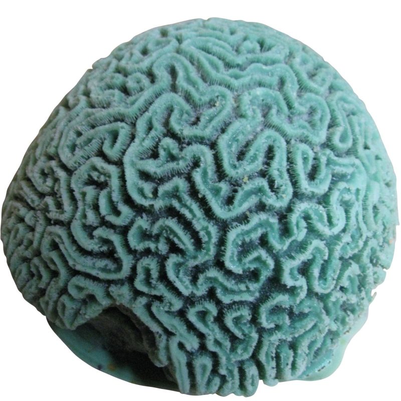 artificial corals large grooved brain coral