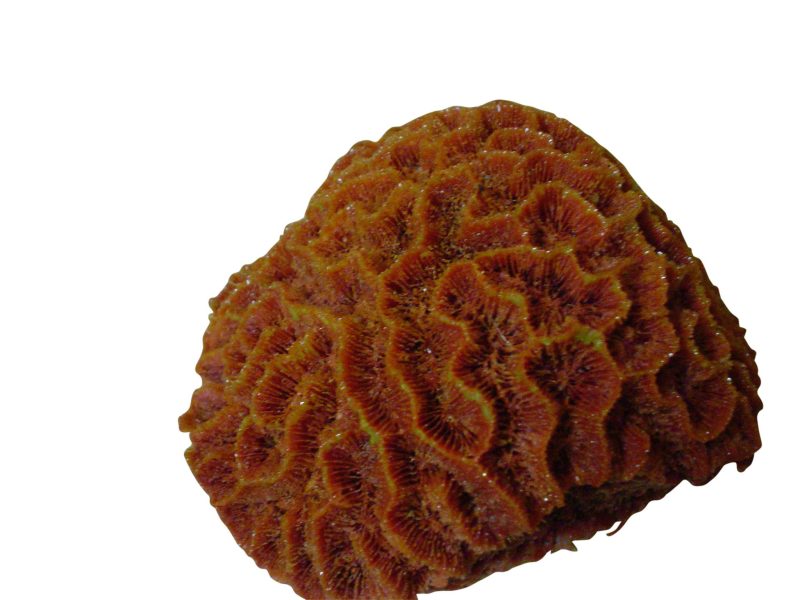 artificial corals maze brain coral