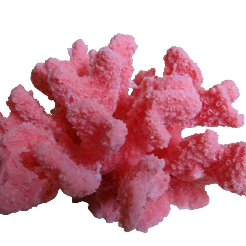 artificial corals medium cauliflower acropora