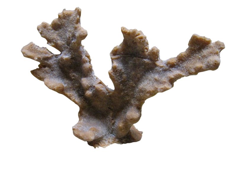 artificial coral elkhorn coral