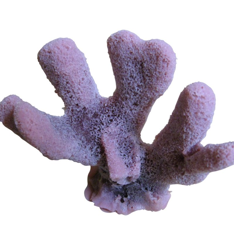 Small Cat's Paw Coral Decoration #702