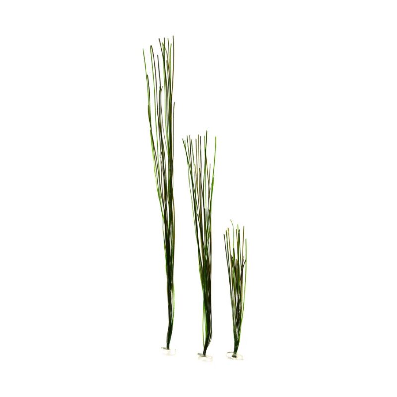Surfgrass