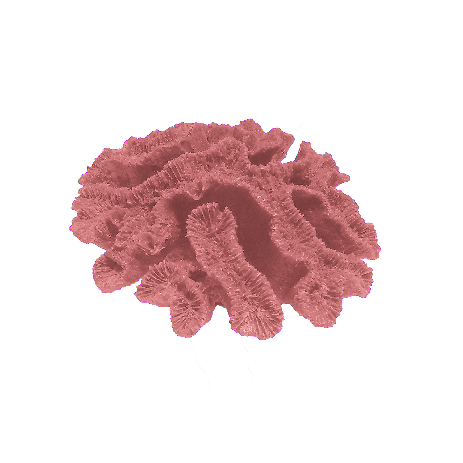 Open_Flower_Brain_Coral_2601_Light_Pink Ocean Aquaria