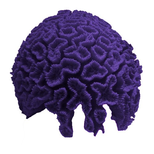 #262 XLG Open Flower Brain Coral