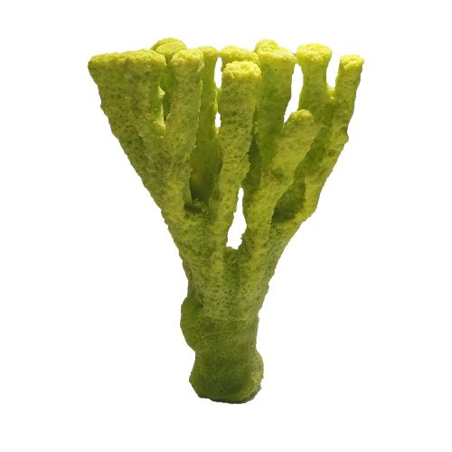 #343 Pocillopora - Brown Stem Coral