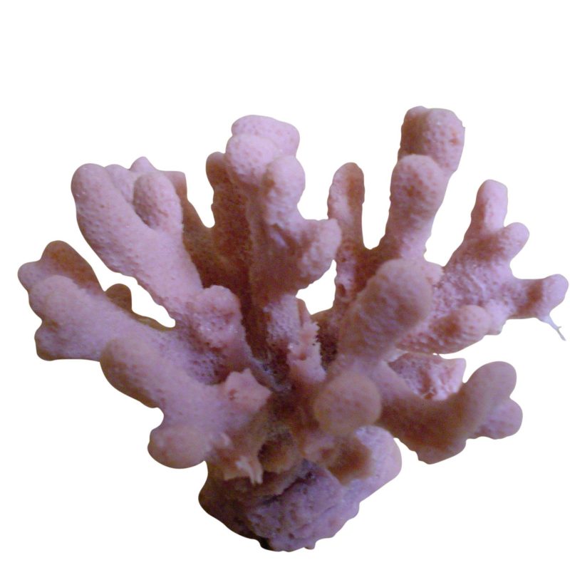 artificial coral small club foot coral