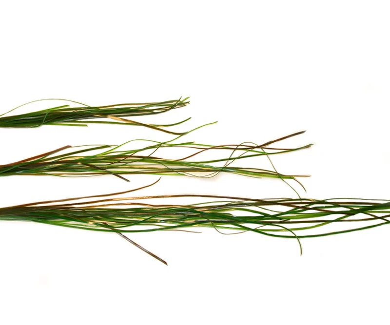Surfgrass