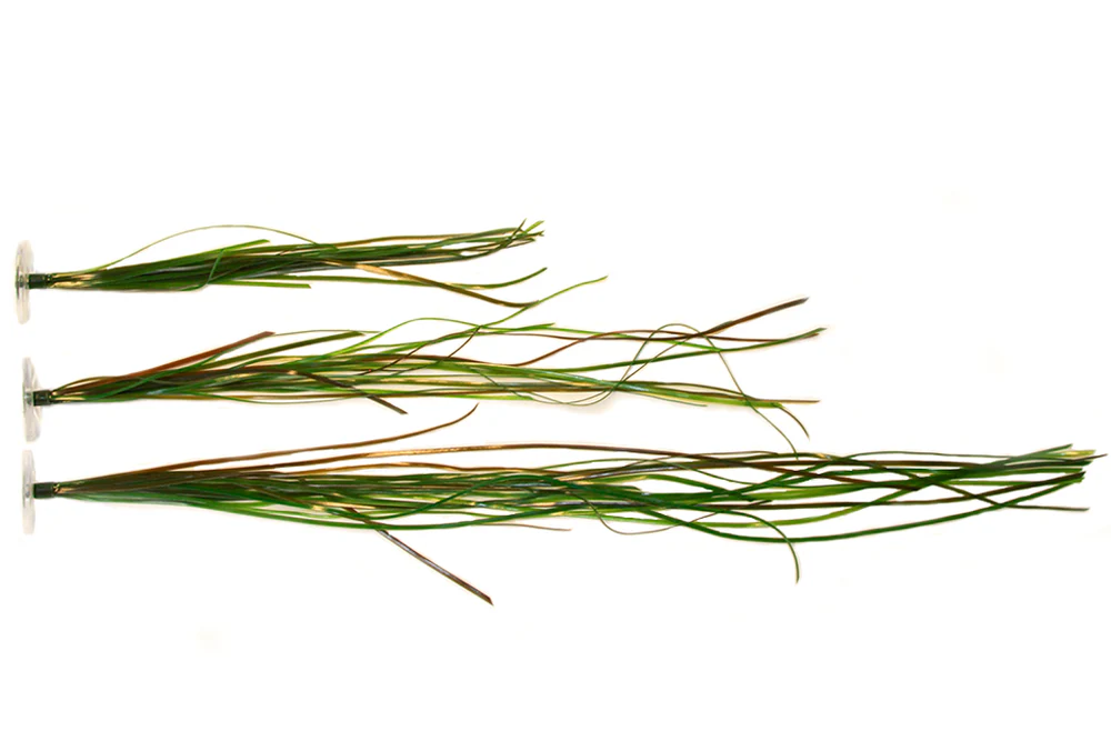 Surfgrass