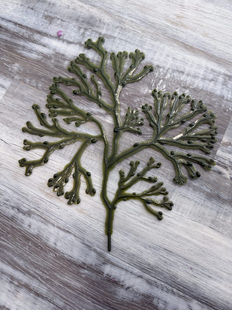 Bladder Wrack