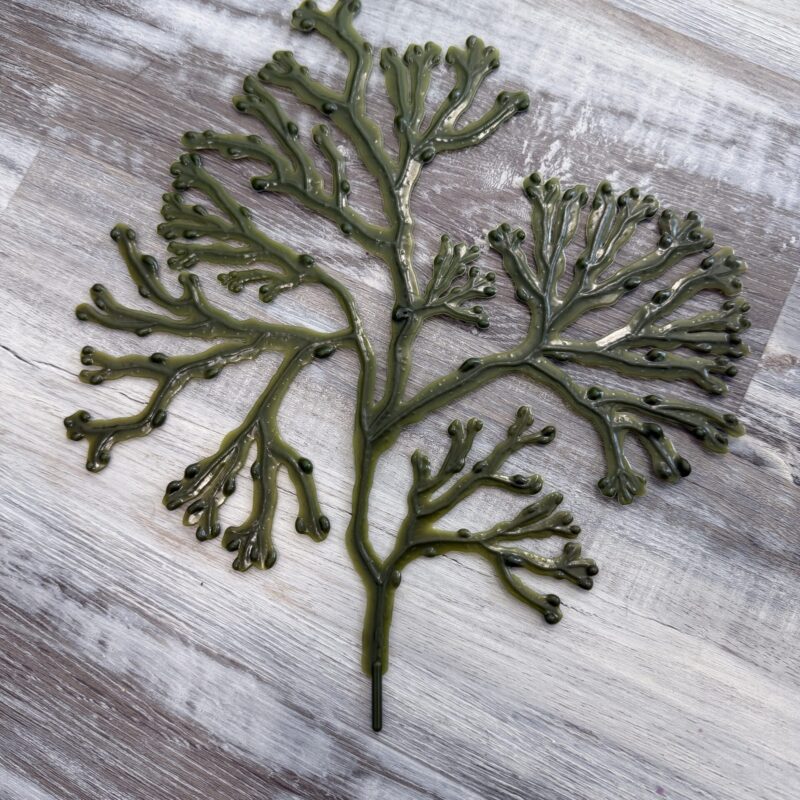 Bladder Wrack