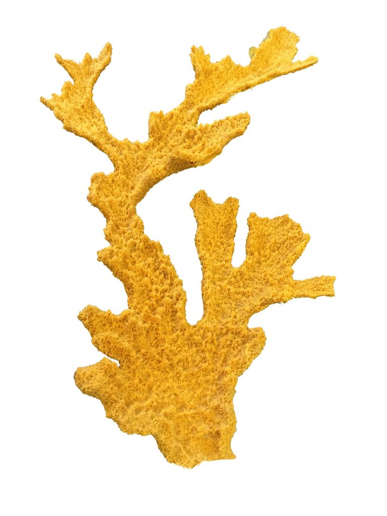 87 XXL Elkhorn Coral (Acropora Palmata) Ocean Aquaria