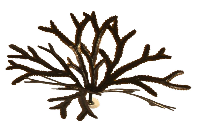 Toothed Wrack - Image 4