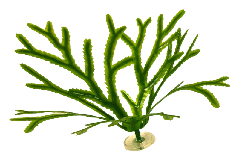 Toothed Wrack - Image 3