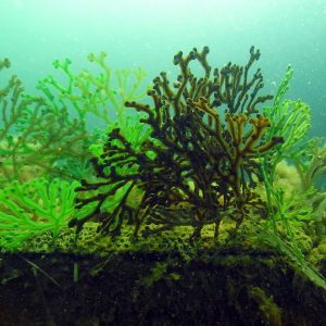 Bladder Wrack - Image 2