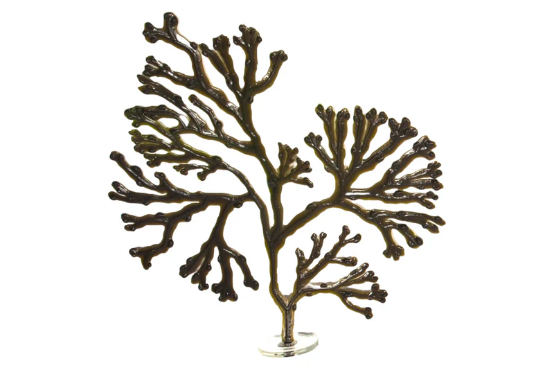 Bladder Wrack - Image 5