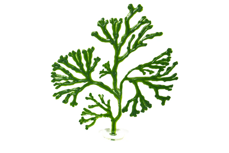 Bladder Wrack - Image 4