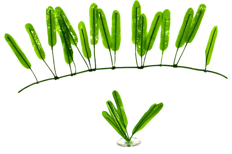 Halophila Stipulacea