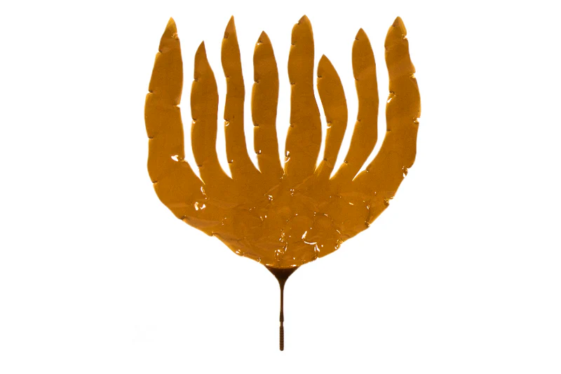 Laminaria Digitata - Image 3