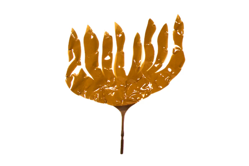 Laminaria Digitata - Image 4