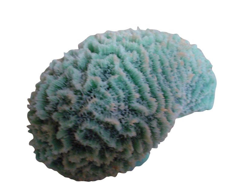artificial corals medium closed brain coral
