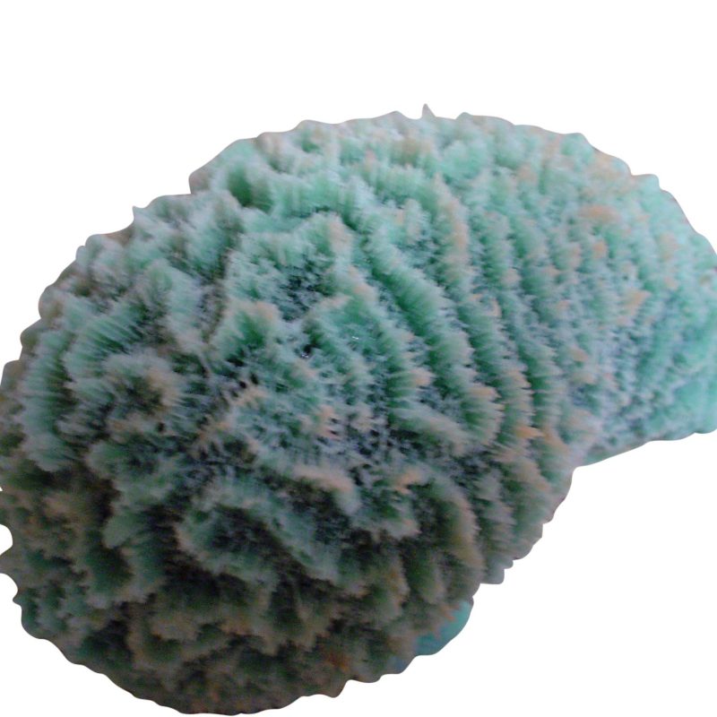 artificial corals medium closed brain coral