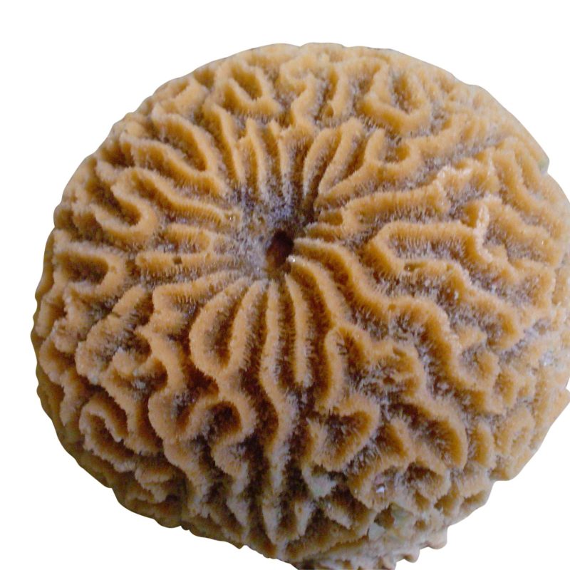artificial corals large platygyra brain coral