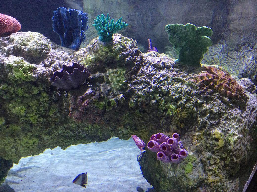 Artificial Coral Reefs – Custom Aquariums