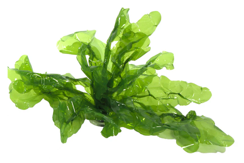 Sea Lettuce Gigantea - Image 3