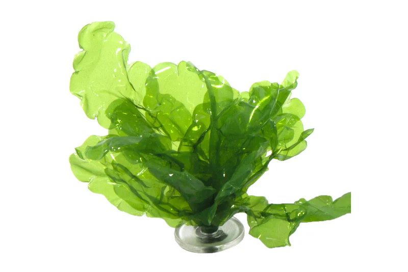 Sea Lettuce Gigantea - Image 4