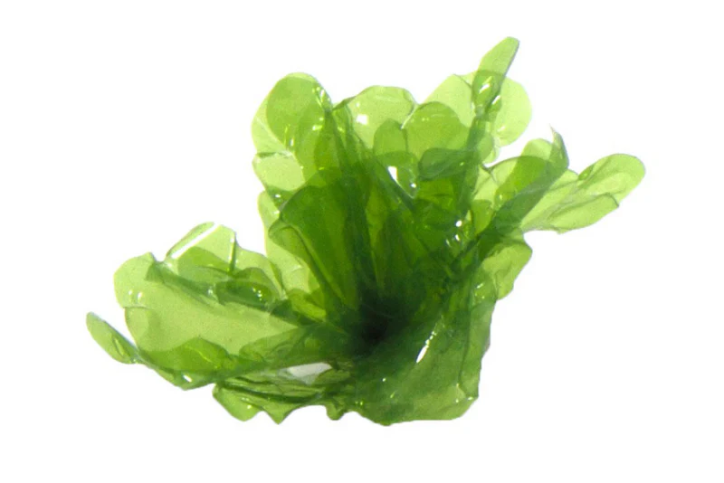 Sea Lettuce Gigantea - Image 5