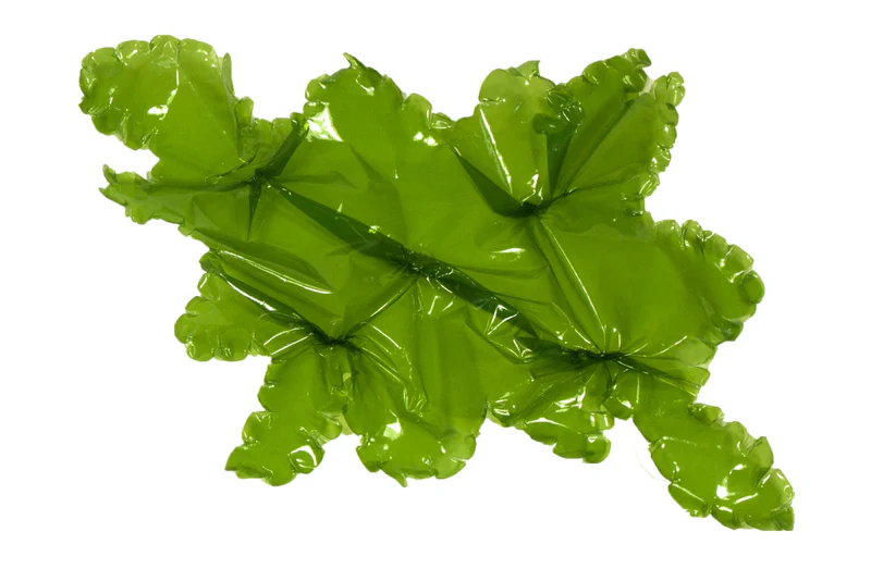 Sea Lettuce - Image 5